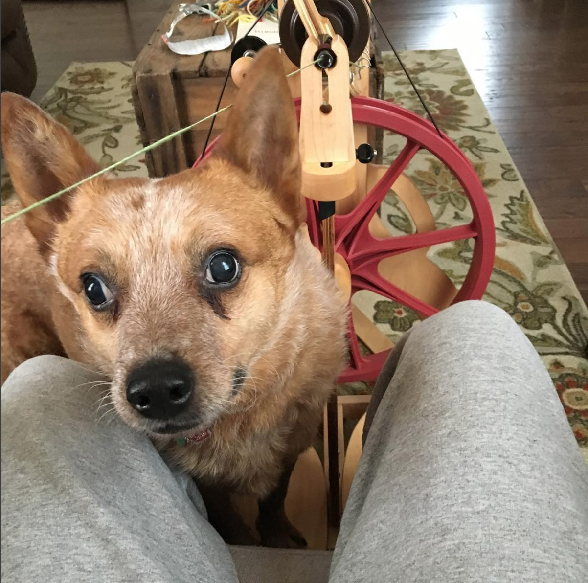 George, my blind Australian Cattle Dog